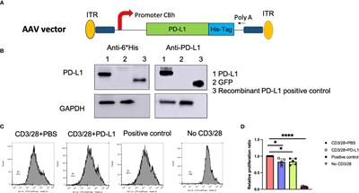 Intra-articular delivery of AAV vectors encoding PD-L1 attenuates joint inflammation and tissue damage in a mouse model of rheumatoid arthritis